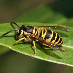 yellowjacket on a leaf closeup