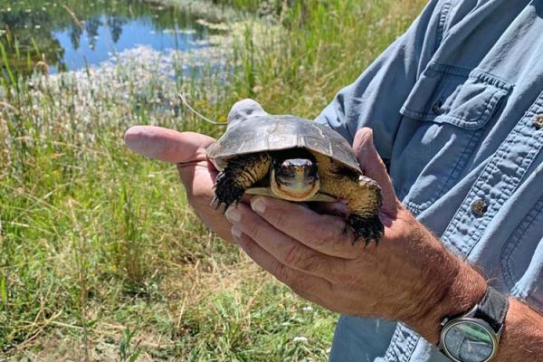 Michael Parker holds Western Pond Turtle 47M fitted with monitoring transmitter