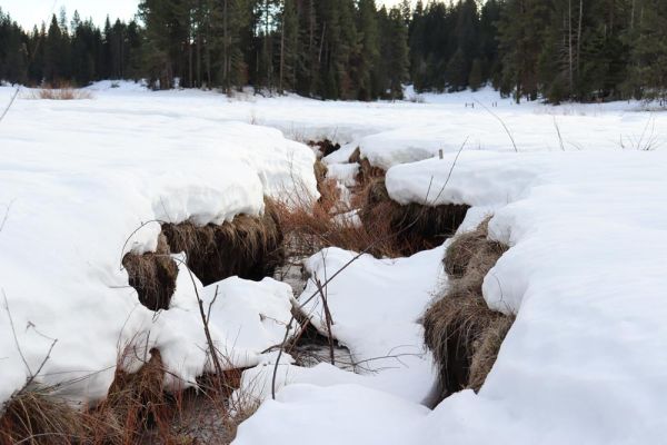 willow transplants growing in snowy wetland