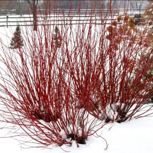 Red twig dogwood