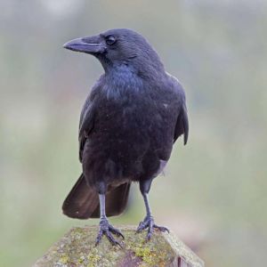 common raven