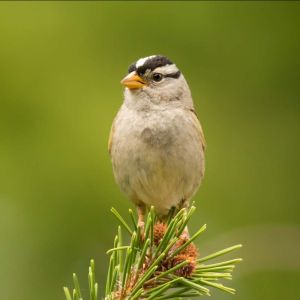 white-crowned sparrow closeup