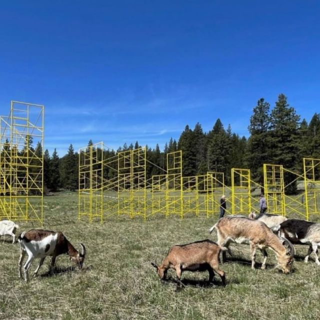 goats in front of art installation at The Crest by Avantika Bawa