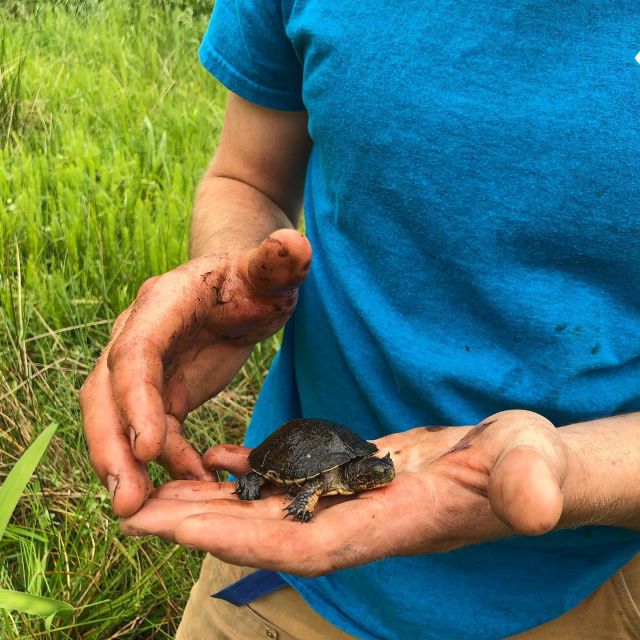 A young Western Pond Turtle at Willow-Witt Ranch