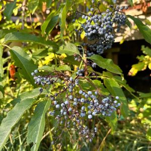elderberries growing on the bush