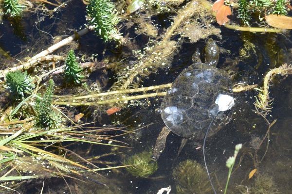 Western Pond Turtle fitted with monitoring transmitter happily re-enters turtle pond at Willow-Witt Ranch