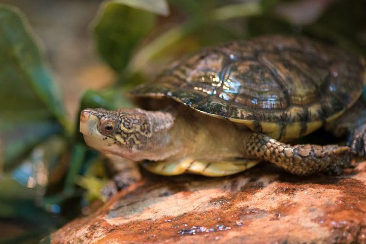 Western Pond Turtle