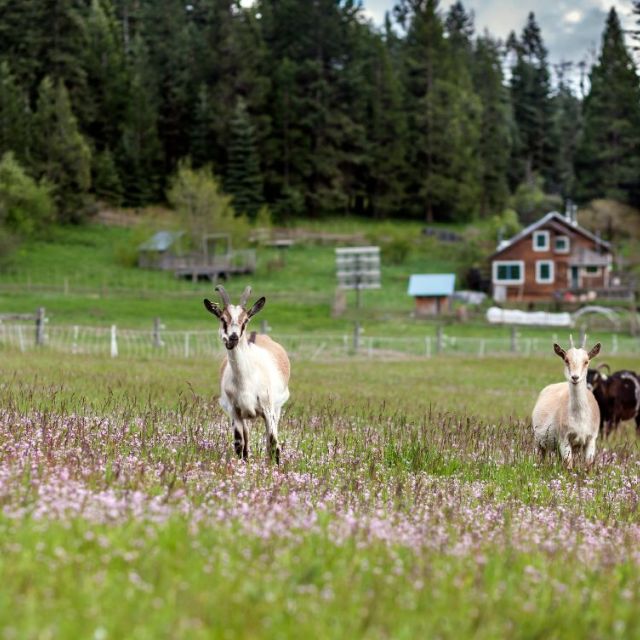 goats in pasture