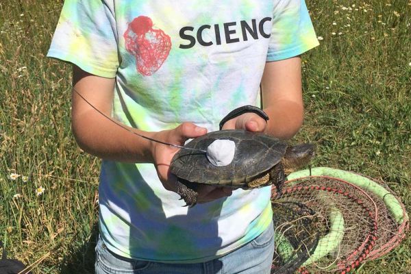 Outdoor School student holds Western Pond Turtle fitted with monitoring transmitter